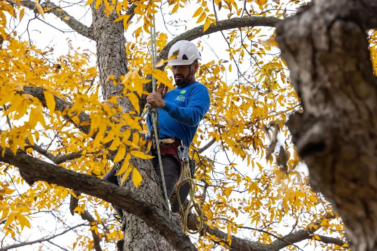 Skilled Tree Pruning crew working in Aurora
