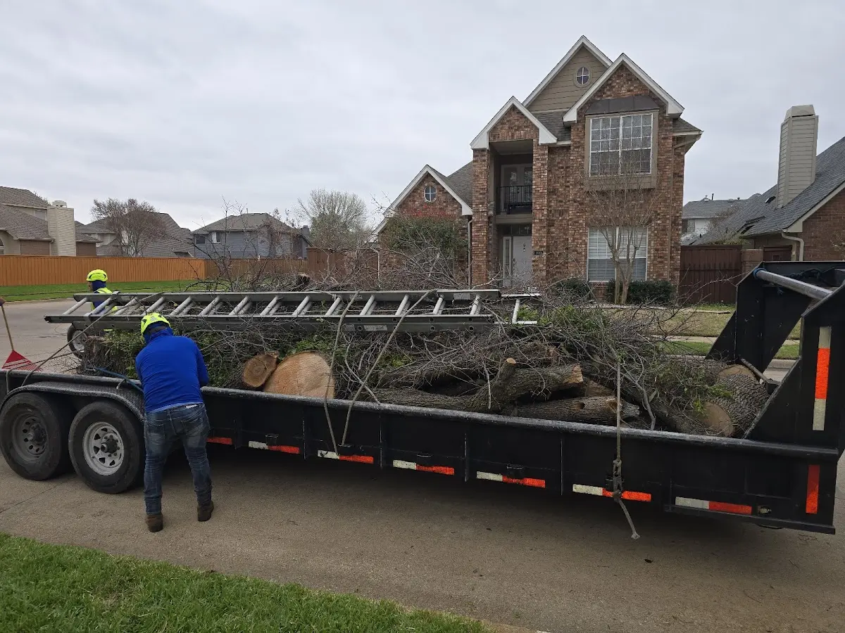 Expert Tree Fertilization with proper safety equipment in Aurora